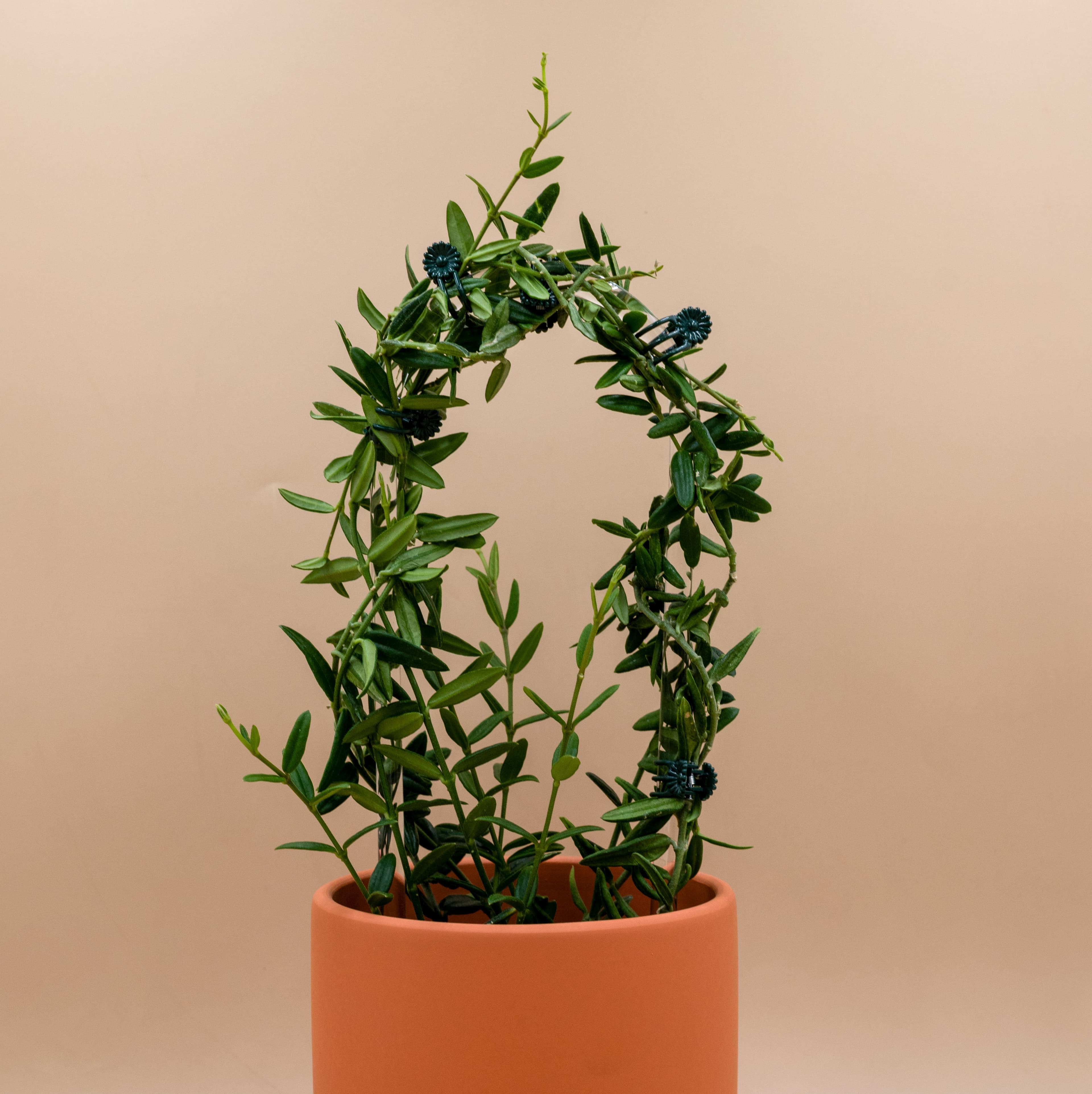 When to Use a Plant Hoop Instead of a Stake