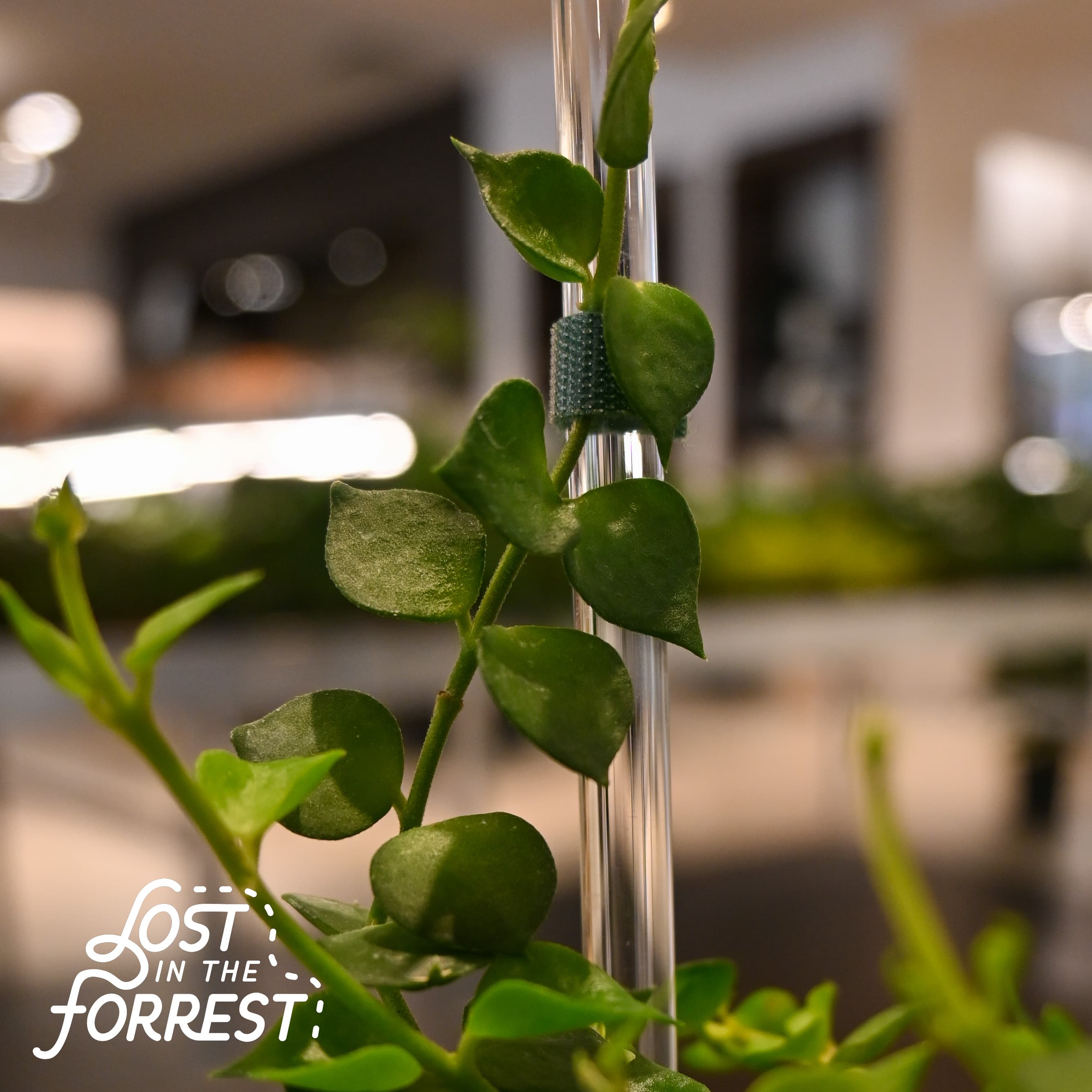 Clear acrylic support with a clean silhouette