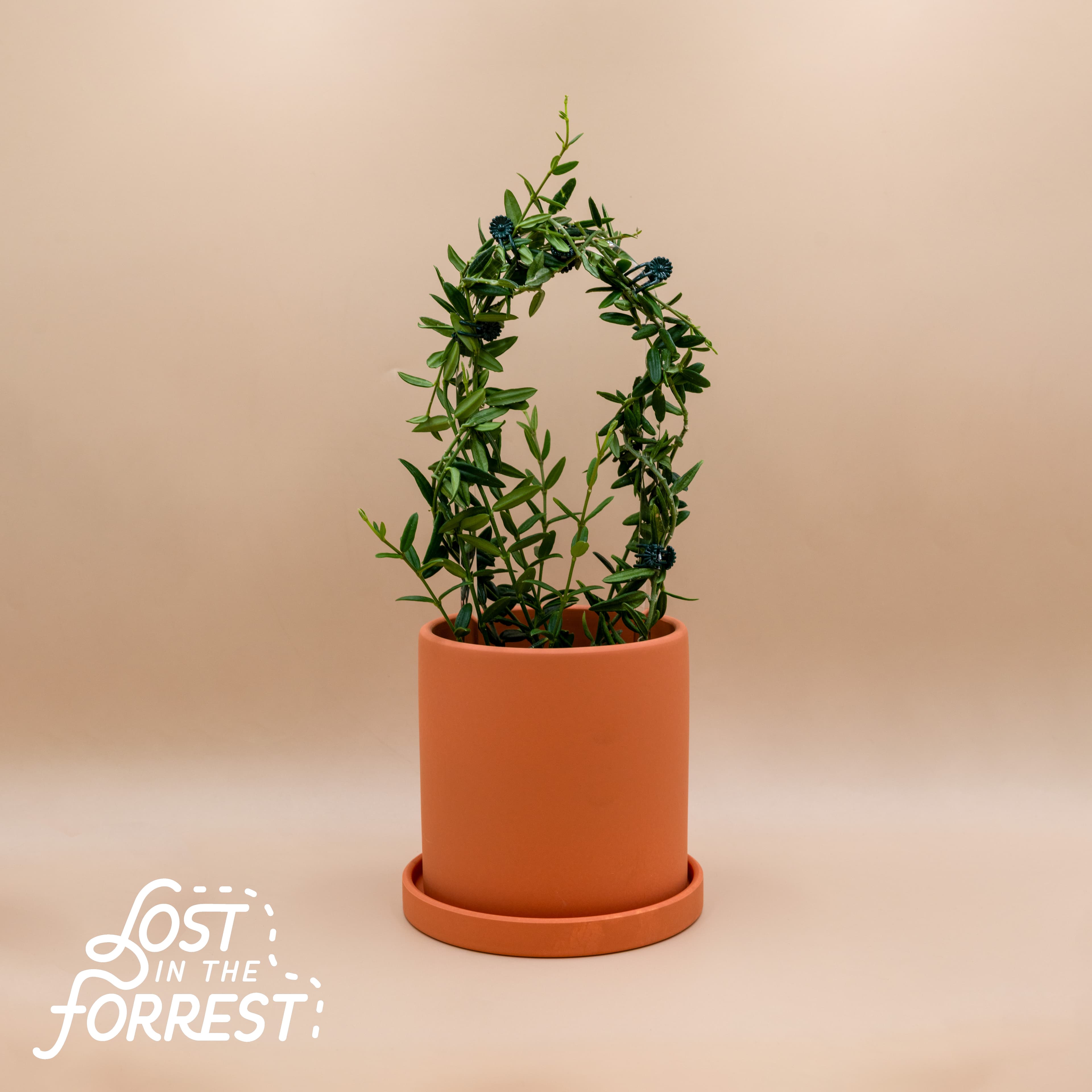 Vine trained along a clear support