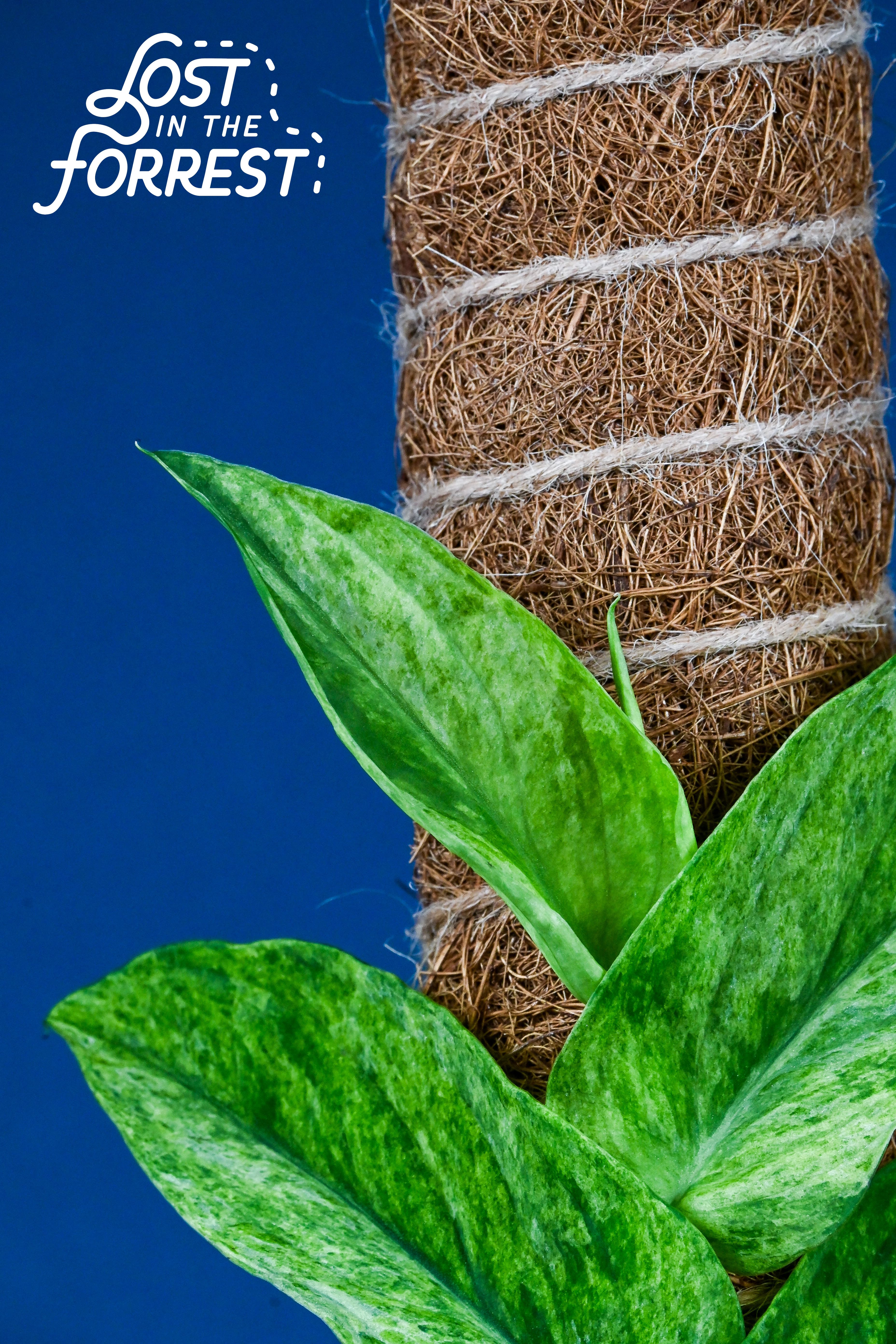 Plant support system in use on a climbing houseplant