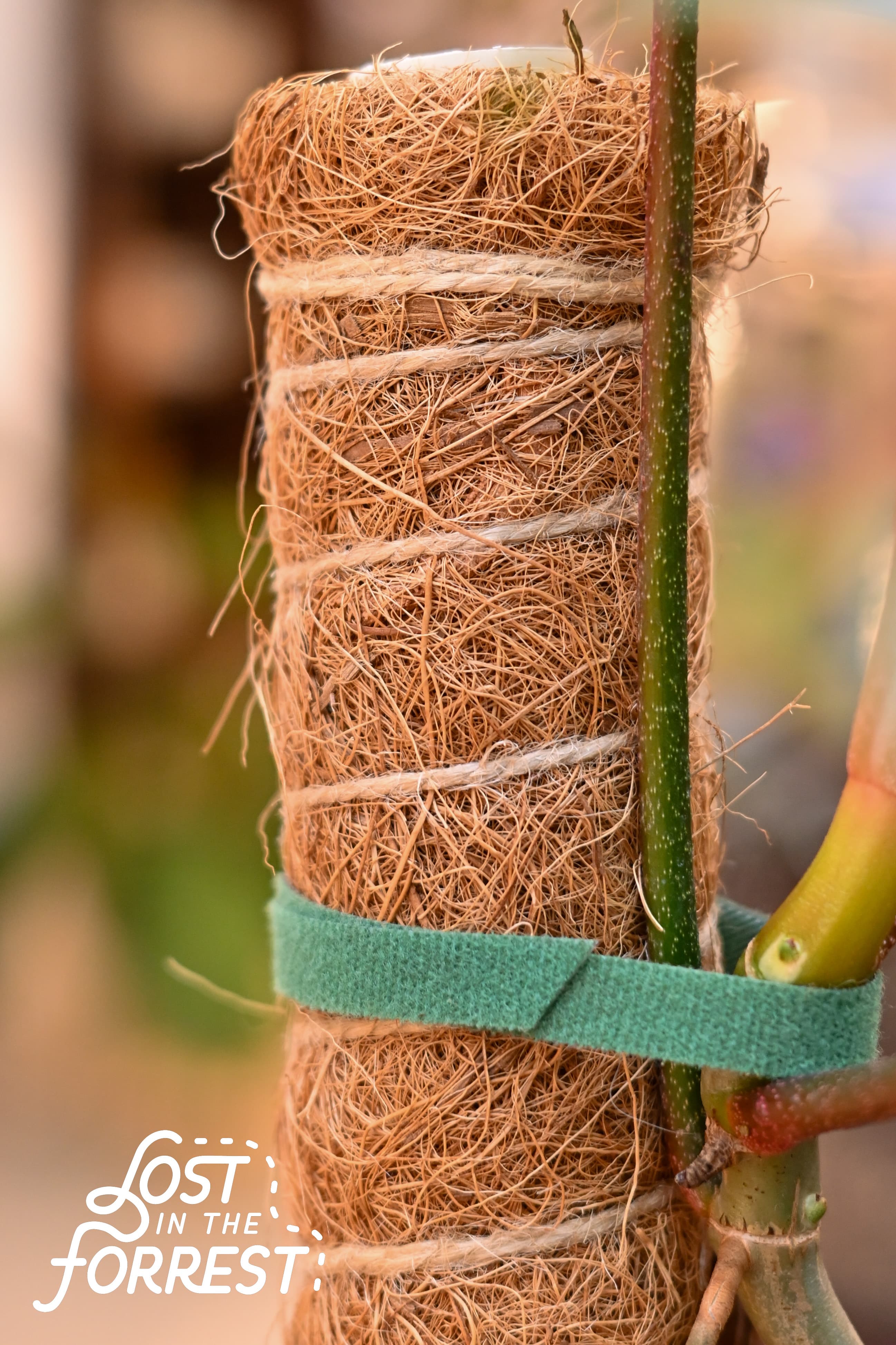 Coir pole supporting a climbing plant
