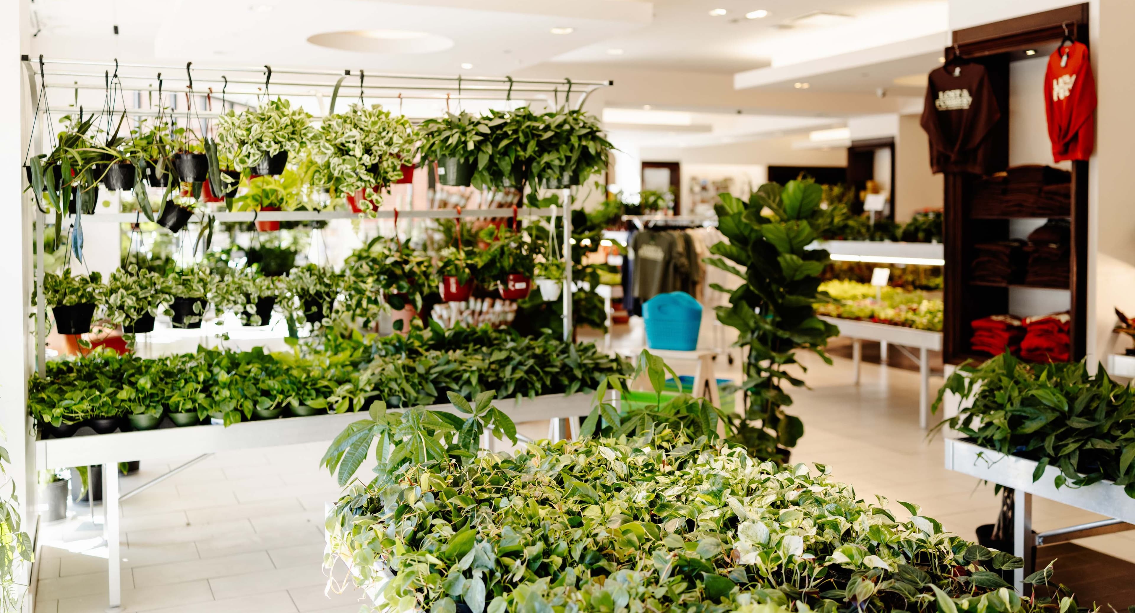 Plants in the Lost in the Forrest space