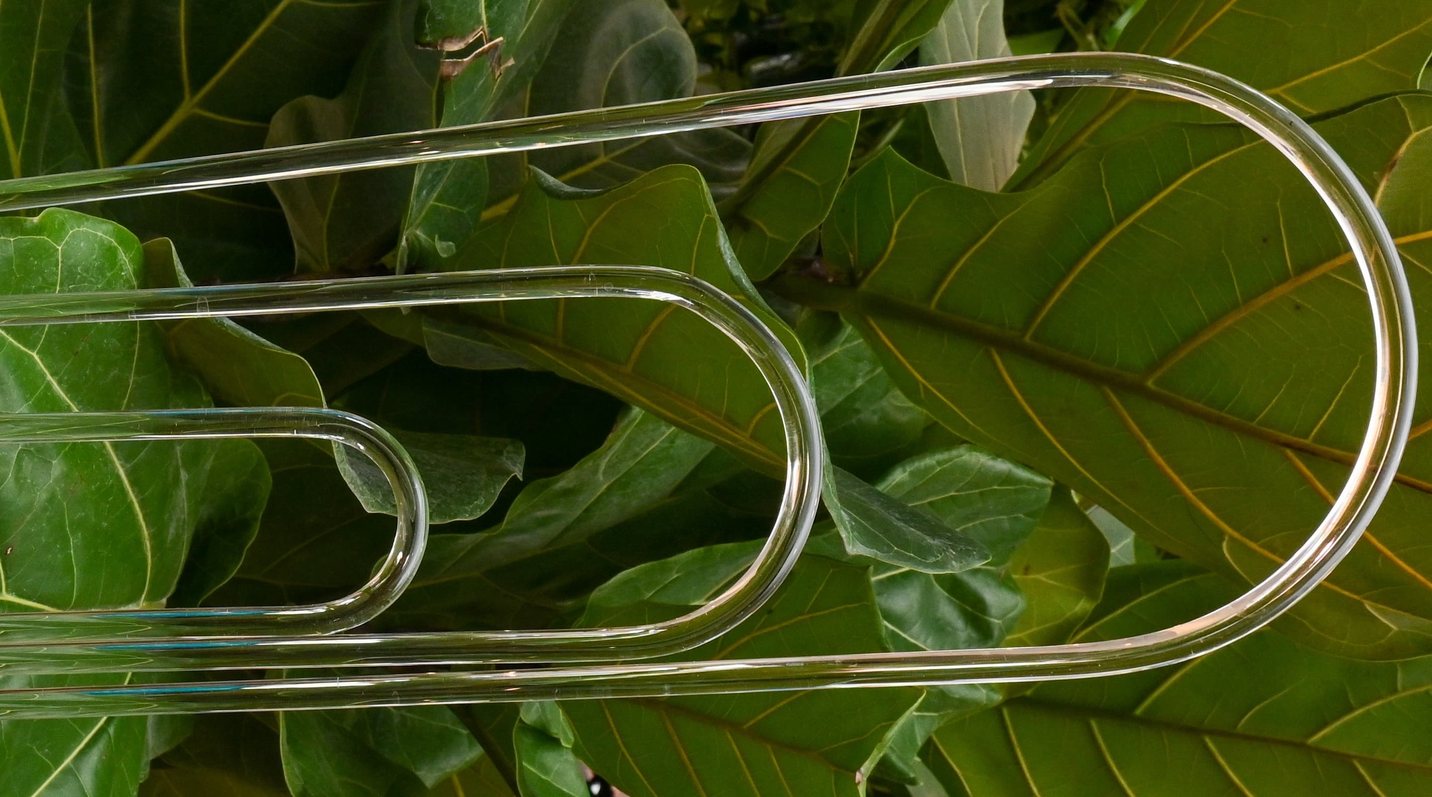 Clear acrylic hoop and stake supporting houseplants